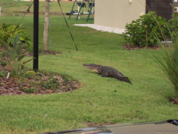Alligators Invade Neighborhoods