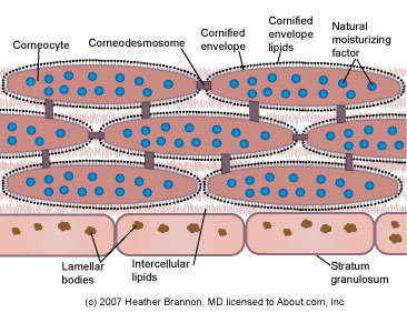 stratum corneum