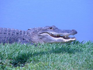 Alligator Facts