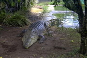 Crocodiles, Crocodile, Crocs, Croc