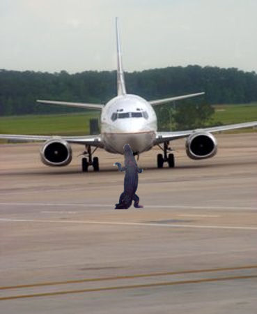 Gators Collide With Airplanes