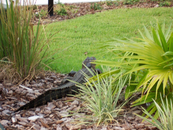 Alligators Invade Neighborhoods