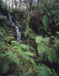 Devil's Millhopper Geological State Park