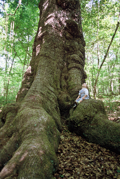 San Felasco Hammock Preserve State Park